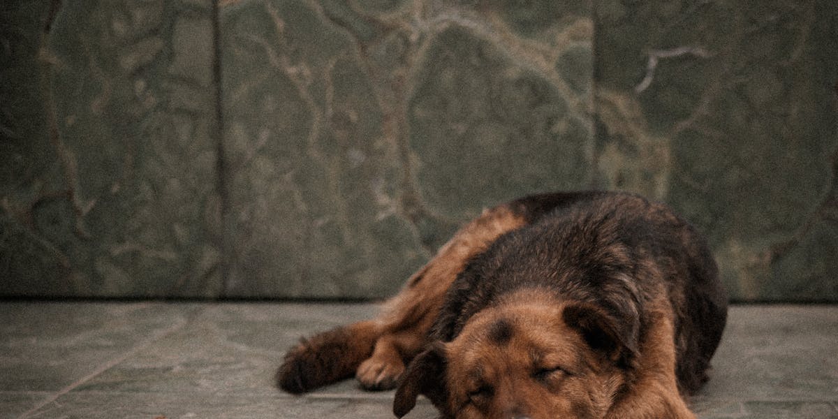 Quadro de Cachorros: Companhia Fiel na Parede